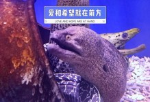 神秘海底深处的生物群落（探秘海洋深处的奇特生命体）