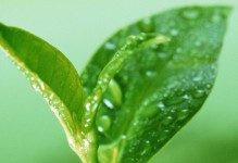 如何美化苹果电脑桌面（使用教程和）